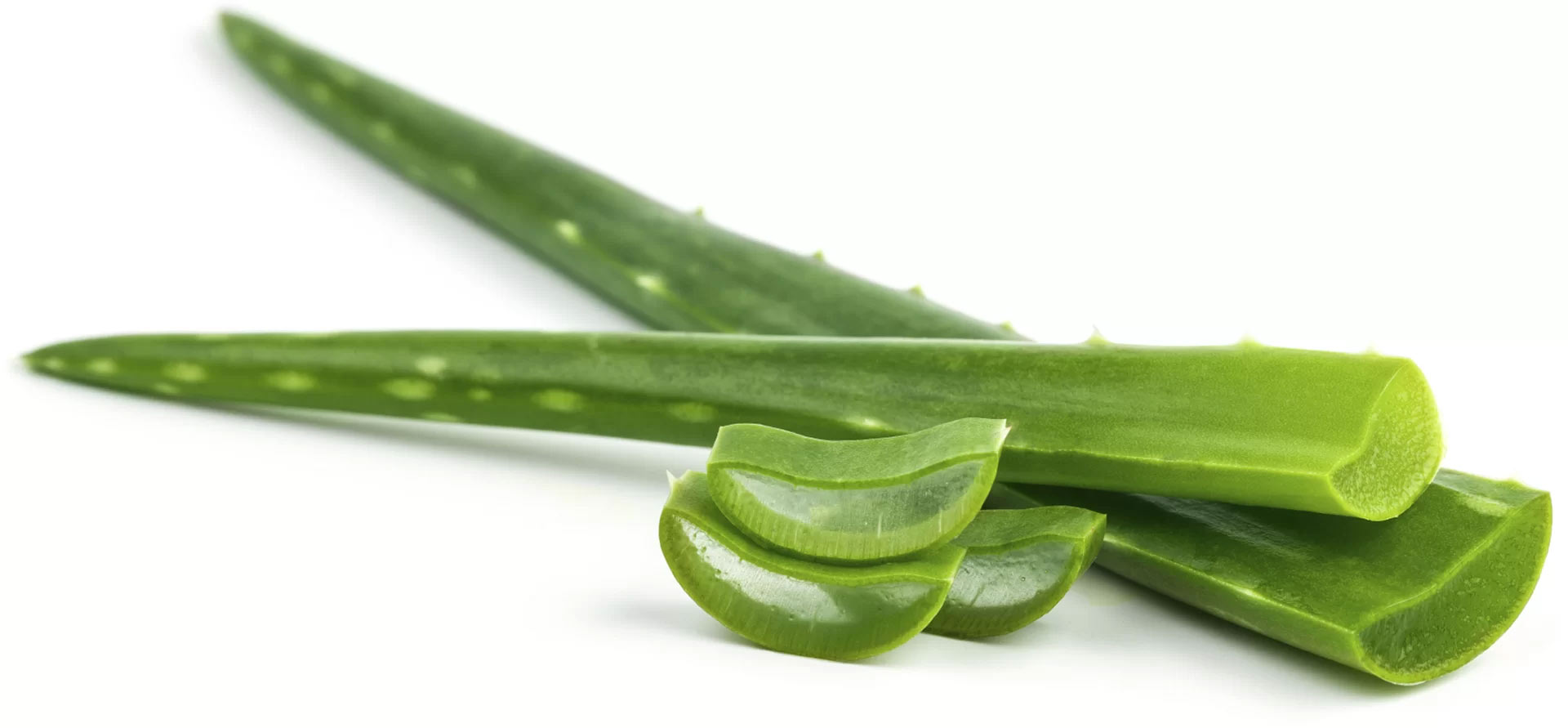aloe vera la planta de la inmortalidad